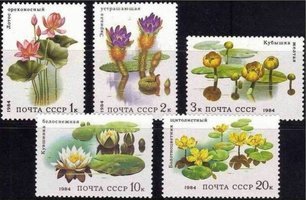 Aquatic Plants (5) (esimerkkikuva)