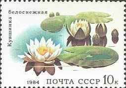 Aquatic Plants - 10k White nymphaea (esimerkkikuva)