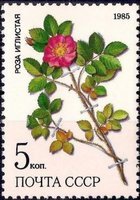 Medicinal Plants from Siberia - 5k Rosa acicularis lindi (esimerkkikuva)