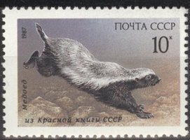 Animals - 10k Bald badger (esimerkkikuva)