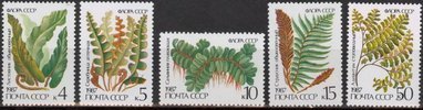 Ferns (5) (esimerkkikuva)