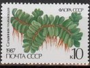Ferns - 10k Salvinia natans (esimerkkikuva)