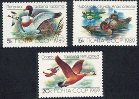Ducks (3) (esimerkkikuva)