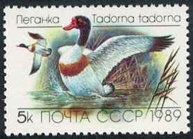 Ducks - 5k Tadorna tadorna (esimerkkikuva)