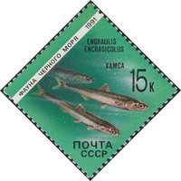 Marine Animals of the Black Sea - 15k European Anchovy (esimerkkikuva)