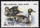 Ducks - 5k Anas acuta (esimerkkikuva)