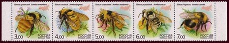 Bumblebees 1x5 (esimerkkikuva)