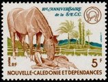 Uusi-Kaledonia 1977 - New Caledonian horse breeders Uusi-Kaledonia 1977 - New Caledonian horse breeders