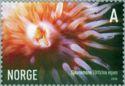 Norja 2005 - Marine life II 2/2 - Sea anemone Norja 2005 - Marine life II 2/2 - Sea anemone