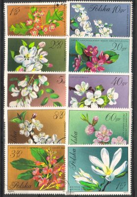 Puola 1971 - Blossoms (10) Puola 1971 - Blossoms (10)