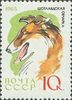 Venäjä NL (CCCP) 1965 - Dogs - 10k Collie