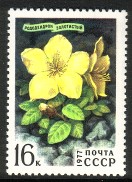 Russia SU (CCCP) 1977 - Siberian Flowers 5/5