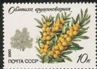 Russia SU (CCCP) 1980 - Protected Trees and Shrubs - 10k Sea bucthorn