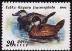 Russia SU (CCCP) 1991 - Ducks - 20k Oxyura leucocephala.