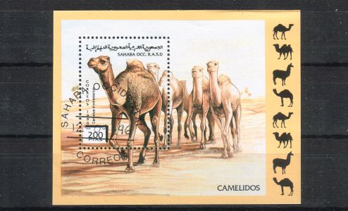 Sahara 1996 - Camels miniature sheet Sahara 1996 - Camels miniature sheet